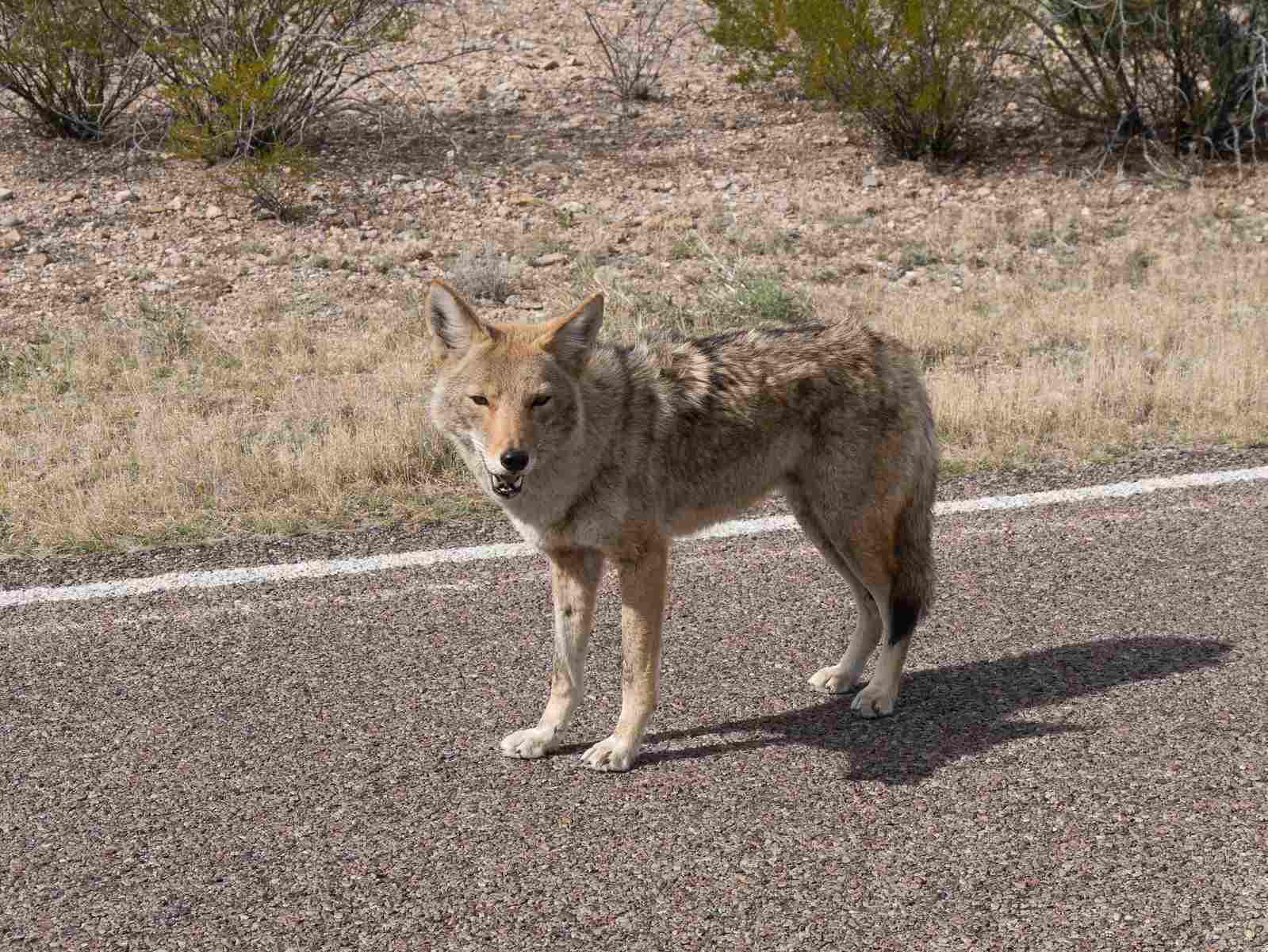 Differences Between Wolves and Coyotes: Adaptability Accounts for the Survival of Coyotes in Urbanized and Degraded Environments (Credit: Jay Galvin 2017 .CC BY 2.0.)