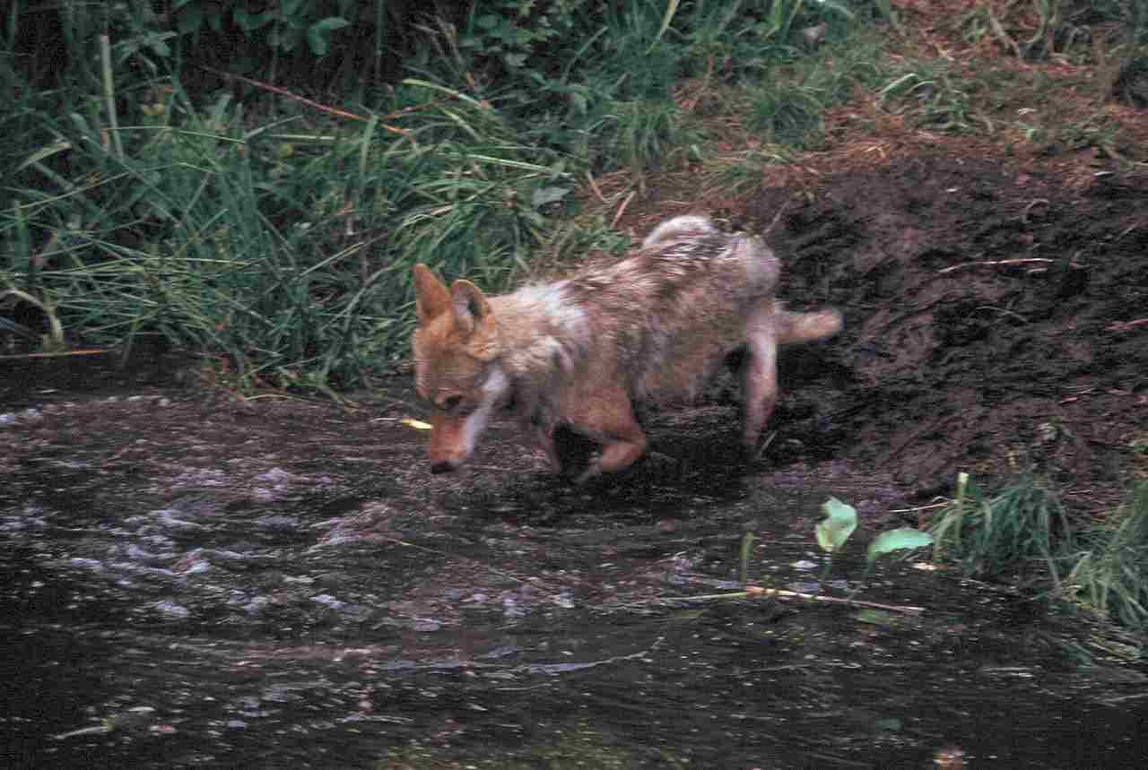Do Wolves Eat Coyotes: Wolves Around Water Bodies Can Consume Fish as a Food Source (Credit: Garst, Warren 1974 .CC BY-SA 4.0.)