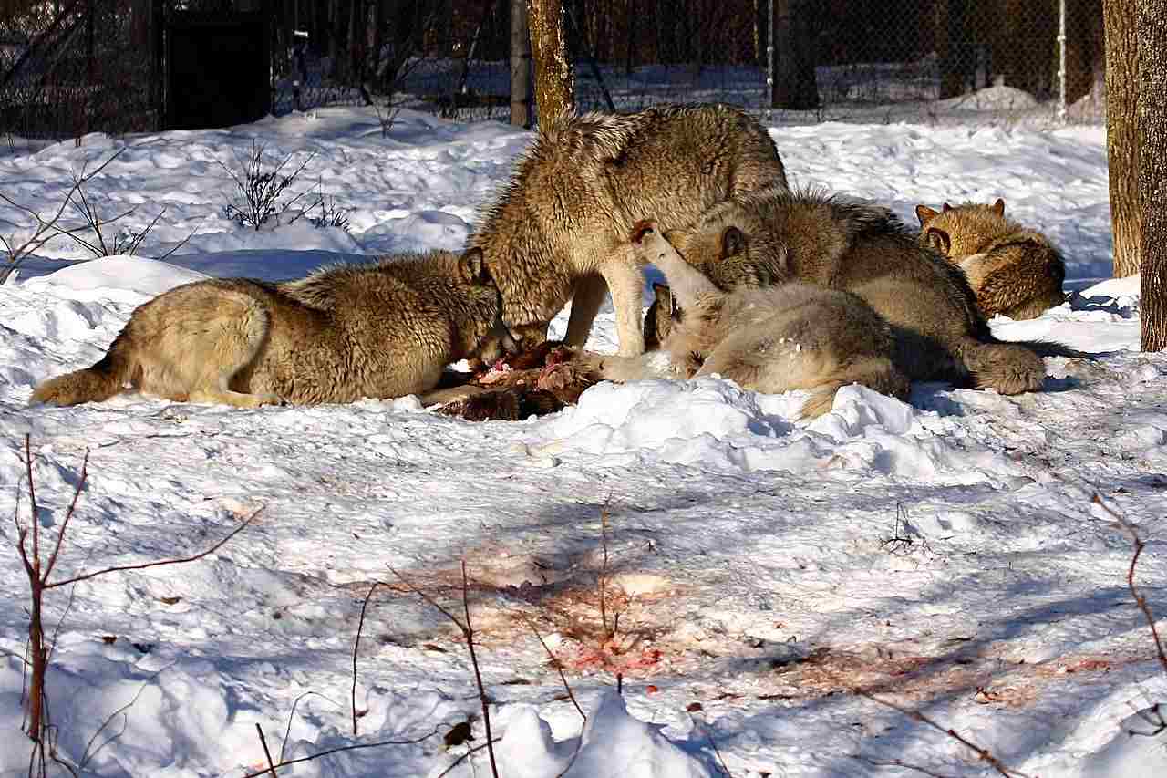 Do Wolves Eat Coyotes: Dead Animals (Including Other Wolves) Can Serve as Food for Scavenging Wolves (Credit: Martin Cathrae 2012 .CC BY-SA 2.0.)