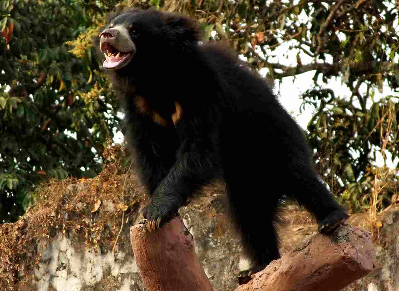Wolf Vs Bear: Aggressiveness and Predatory Behavior Make Bears Dangerous (Credit: Shiv's fotografia 2016 .CC BY-SA 4.0.)
