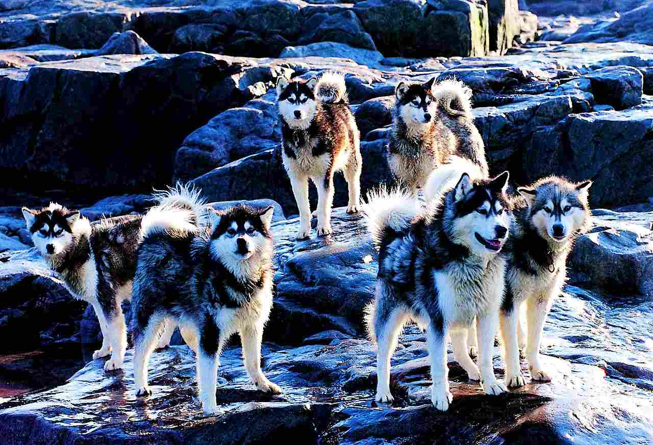 Wolf Vs Husky: Like Wolves, Huskies are Social Canines (Credit: Ansgar Walk 2000 .CC BY-SA 2.5.)