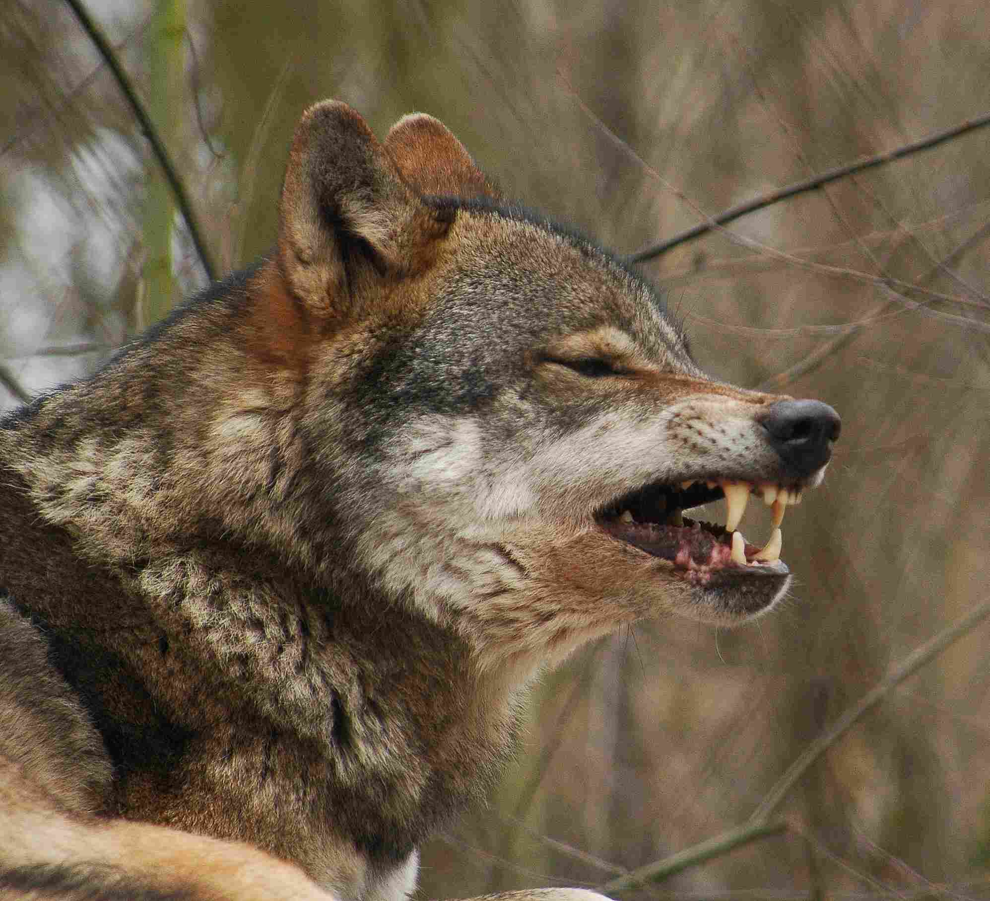 Wolf Vs Husky: The Danger Posed by Wolves (to Humans) is Higher Than for Huskies (Credit: Kristi Herbert 2006, Uploaded Online 2007 .CC BY 2.0.)