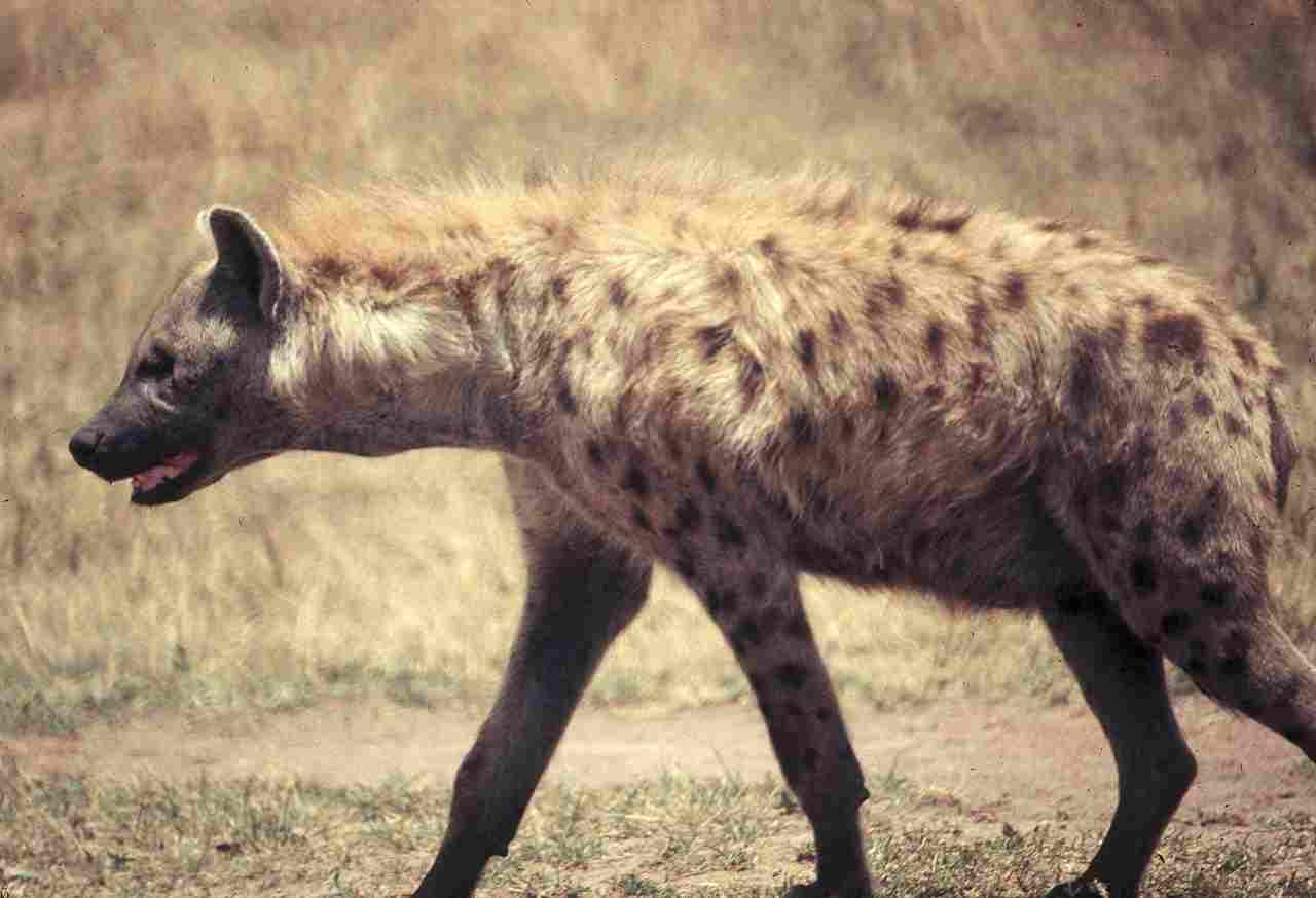 Wolf Vs Hyena: Hyenas are Heavier than Wolves On Average (Credit: Garst, Warren 1958-1988 .CC BY-SA 4.0.)