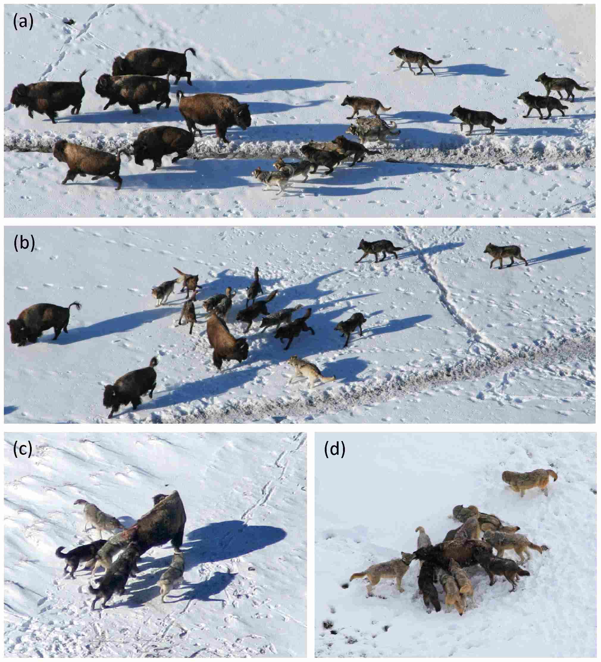Wolf Vs Hyena: Cooperative Hunting Techniques Occur Among Both Wolves and Hyenas (Credit: MacNulty DR, Tallian A, Stahler DR, Smith DW 2014 .CC BY 4.0.)