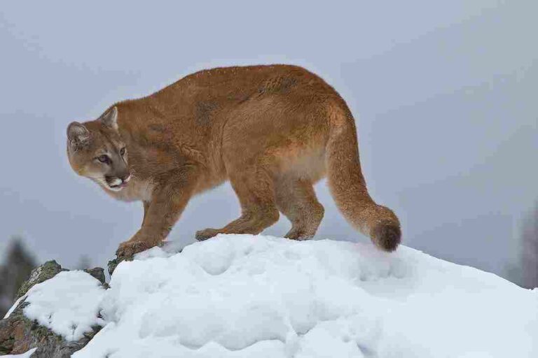 Wolf Vs Mountain Lion Size, Weight, Ecological Comparison