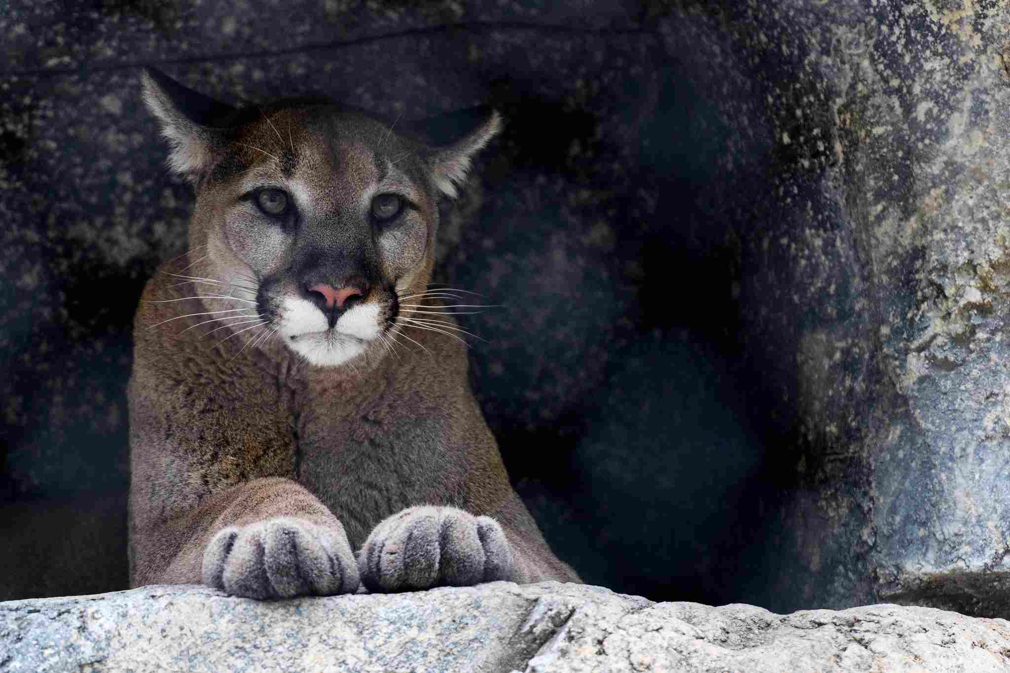 Wolf Vs Mountain Lion: In General, Mountain Lions are Elusive and Avoid Contact With Humans (Credit: Eric Kilby 2016, Uploaded Online 2017 .CC BY-SA 2.0.)