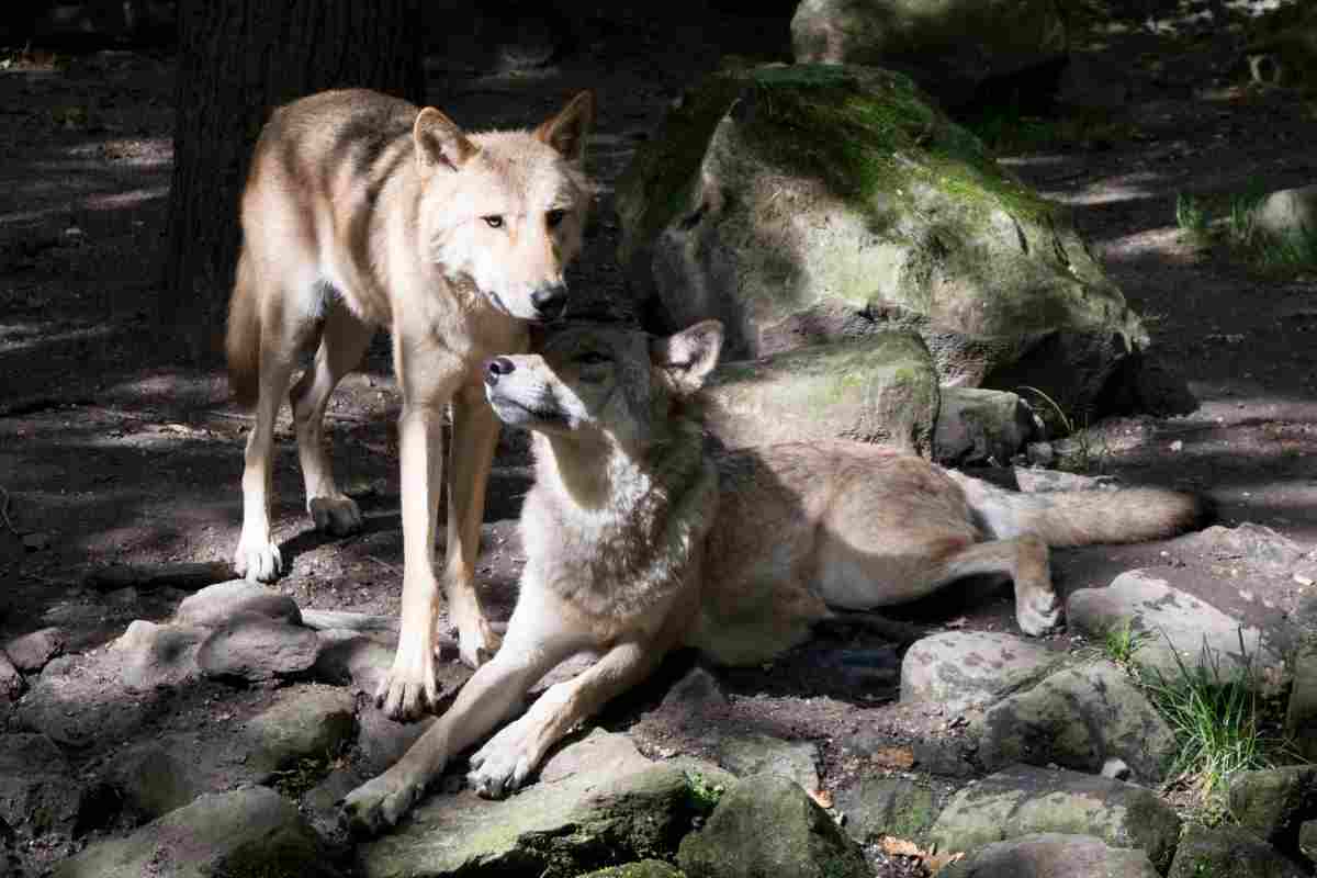 Wolf Vs Mountain Lion: Wild Wolf Populations are Negatively Impacted by Human Activities (Credit: Pxhere 2017)