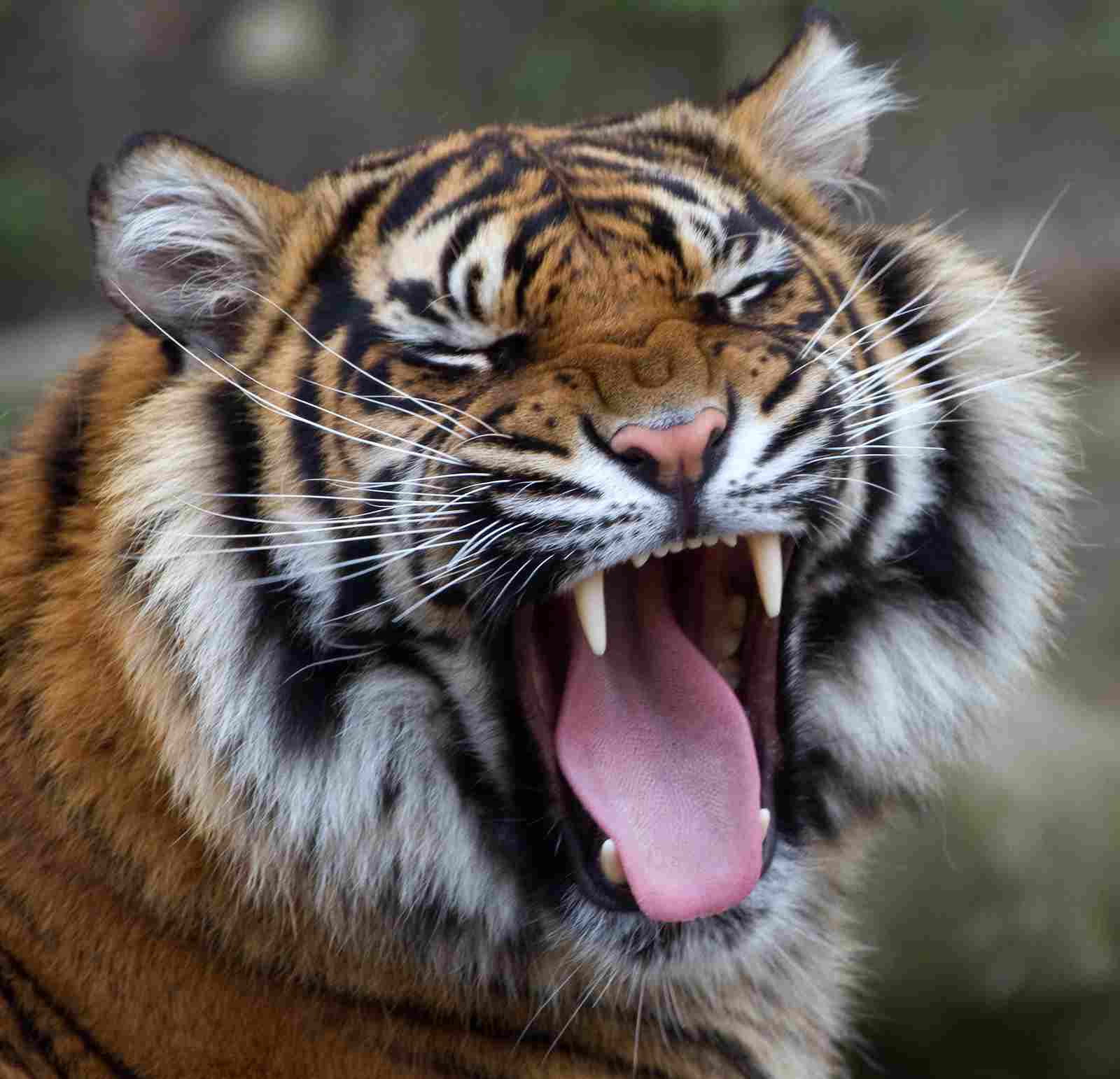 Wolf Vs Tiger: Documentations of Tiger Attacks On Humans Prove That They Can be Dangerous (Credit: Tony Hisgett 2012 .CC BY 2.0.)