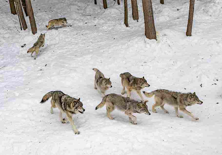 Wolf Vs Tiger: Natural Habitats for Wolves have Faced Degradation (Credit: Piqsels 2024)