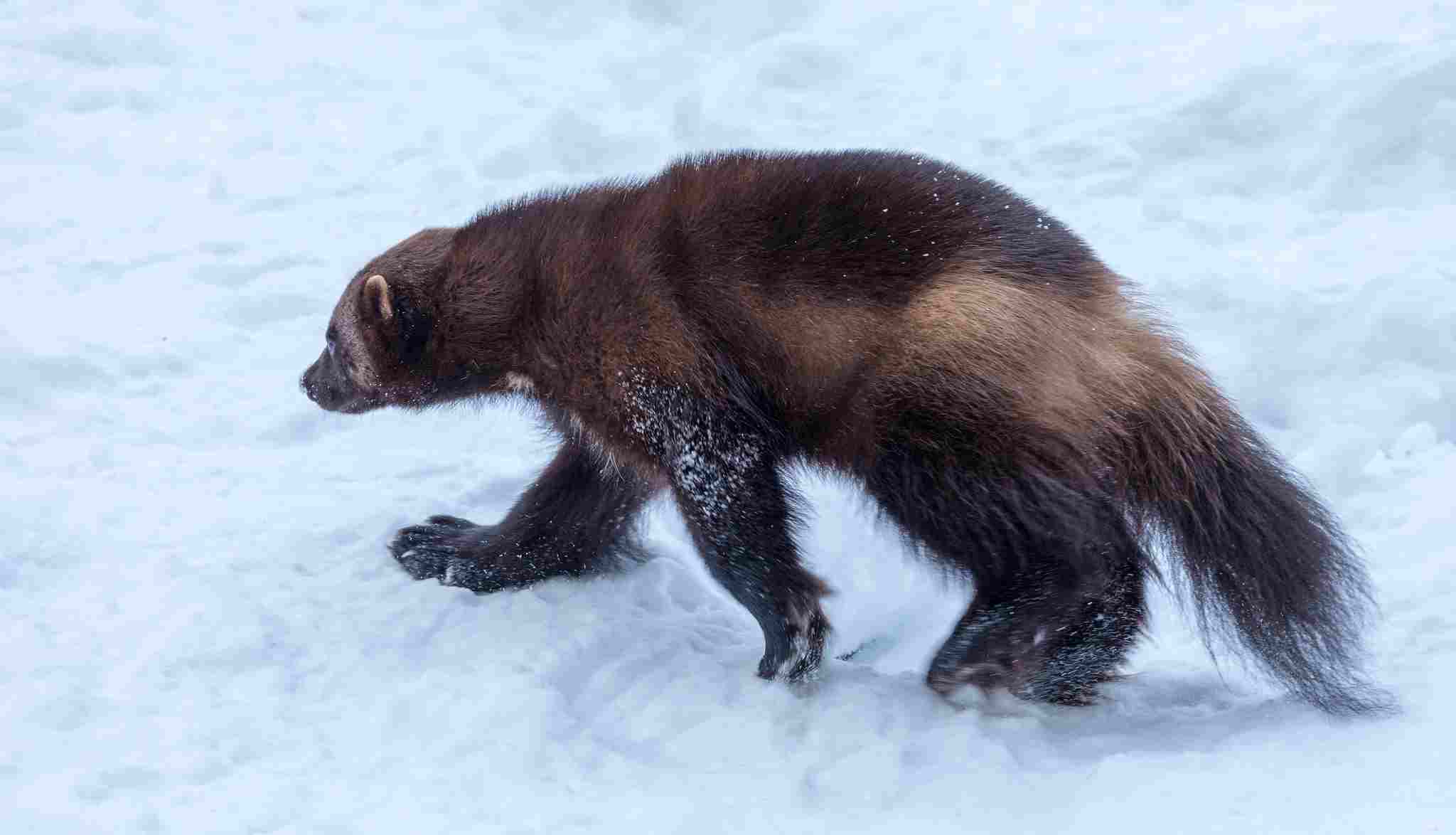Wolf Vs Wolverine: Climate Change and Environmental Degradation Affect Wolverine Populations (Credit: Ninara 2018 .CC BY 2.0.)
