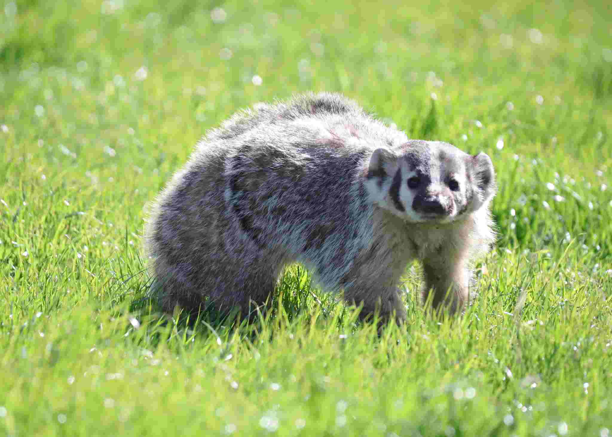 badger vs groundhog