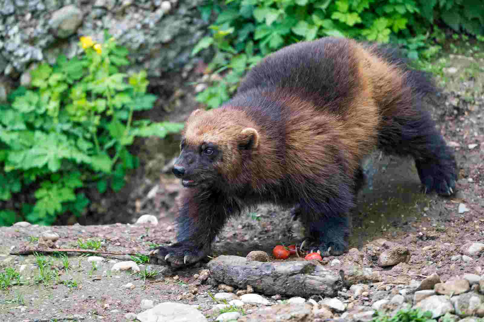 Wolverine Vs Bear: In Terms of Size and Weight, Wolverines Lag Far Behind Bears (Credit: Tambako The Jaguar 2019 .CC BY-ND 2.0.)