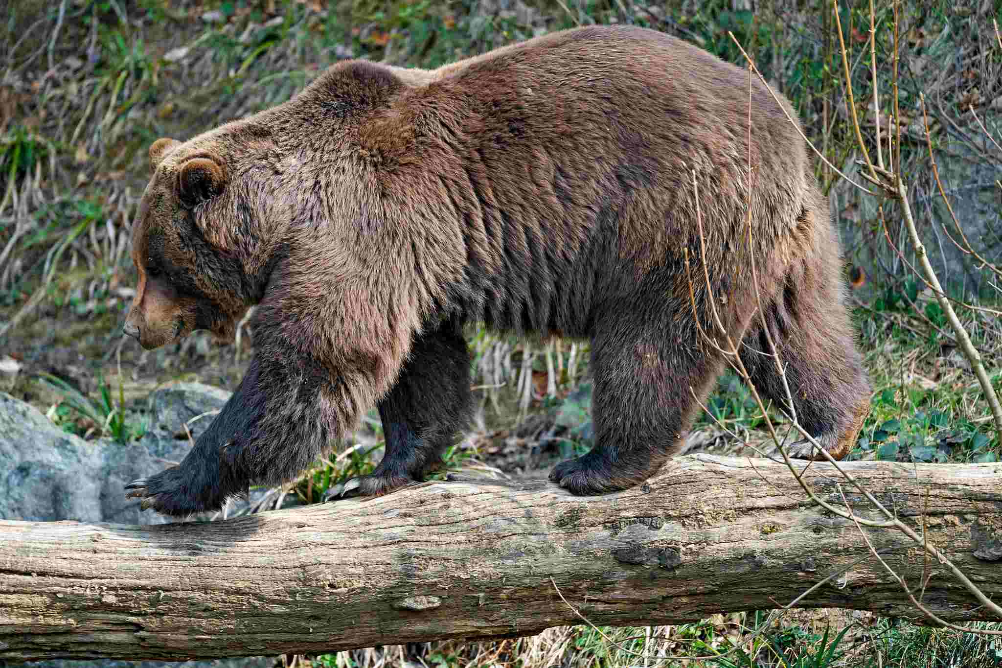 Wolverine Vs Bear: The Taxonomic Classification Sets Bears Apart from Wolverines (Credit: Tambako The Jaguar 2019 .CC BY-ND 2.0.)