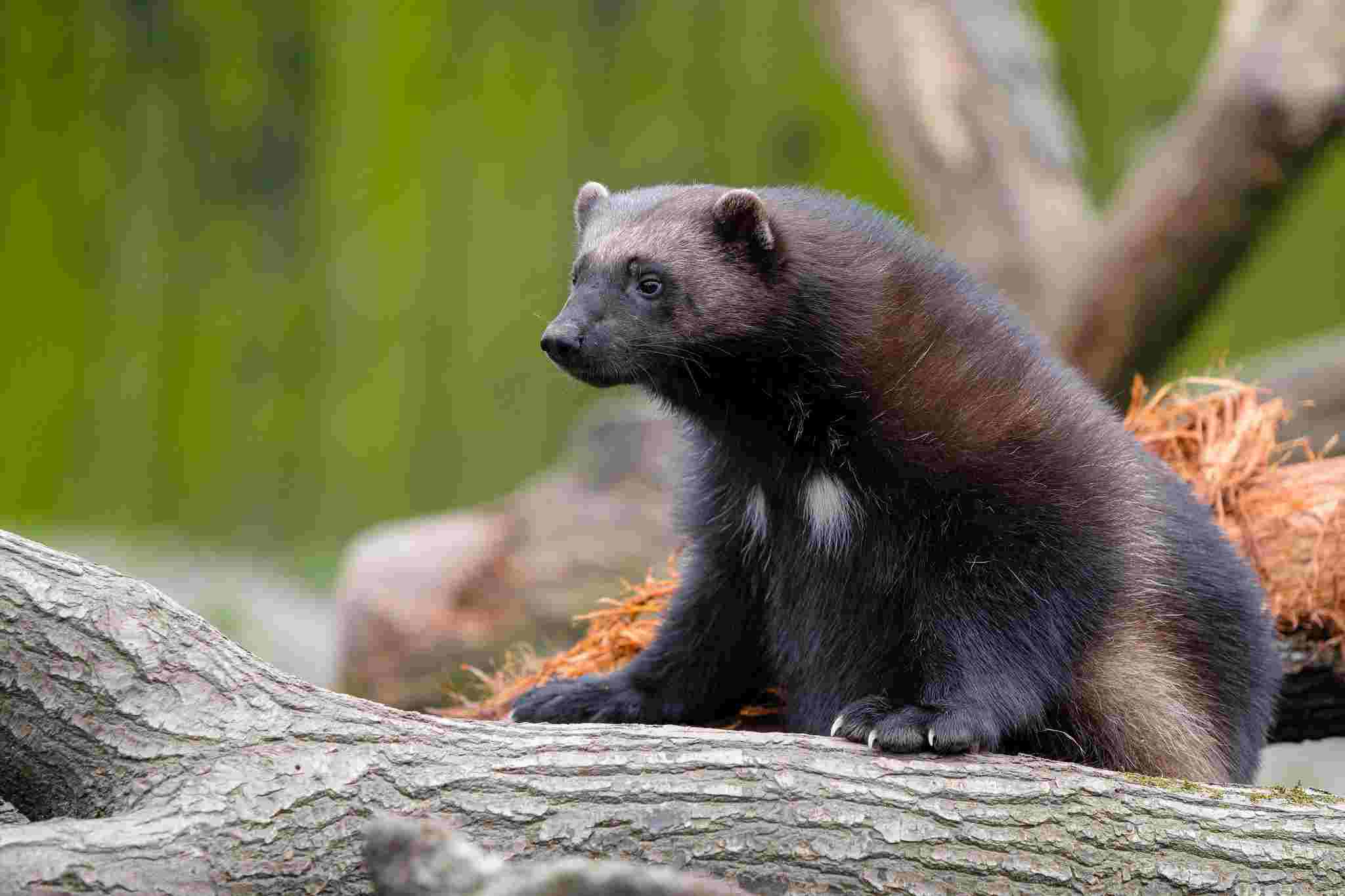 Wolverine Vs Bear: Habitat Overlap is Not Uncommon Between Wolverines and Bears (Credit: Mathias Appel 2020 .CC0 1.0.)