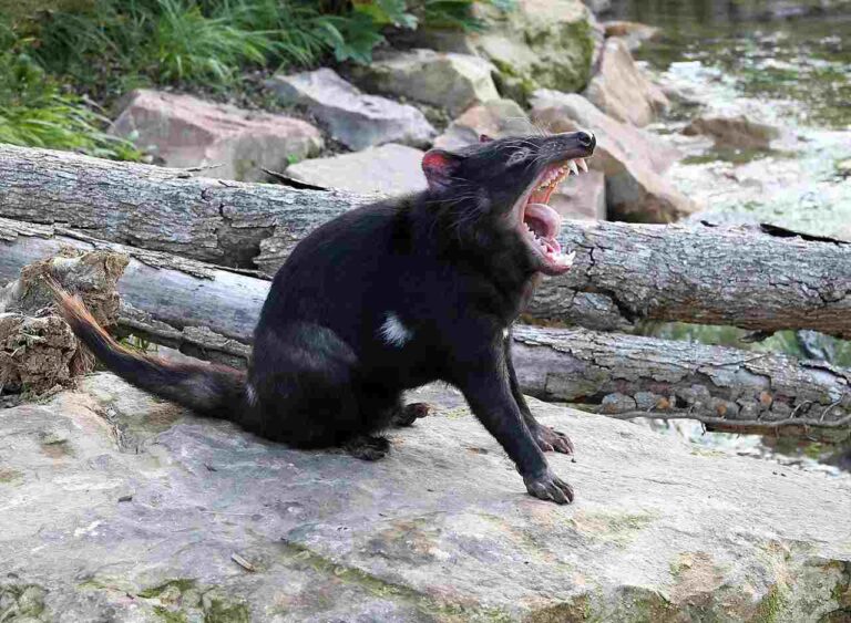 Wolverine Vs Tasmanian Devil Who Would Win? An Ecological Comparison