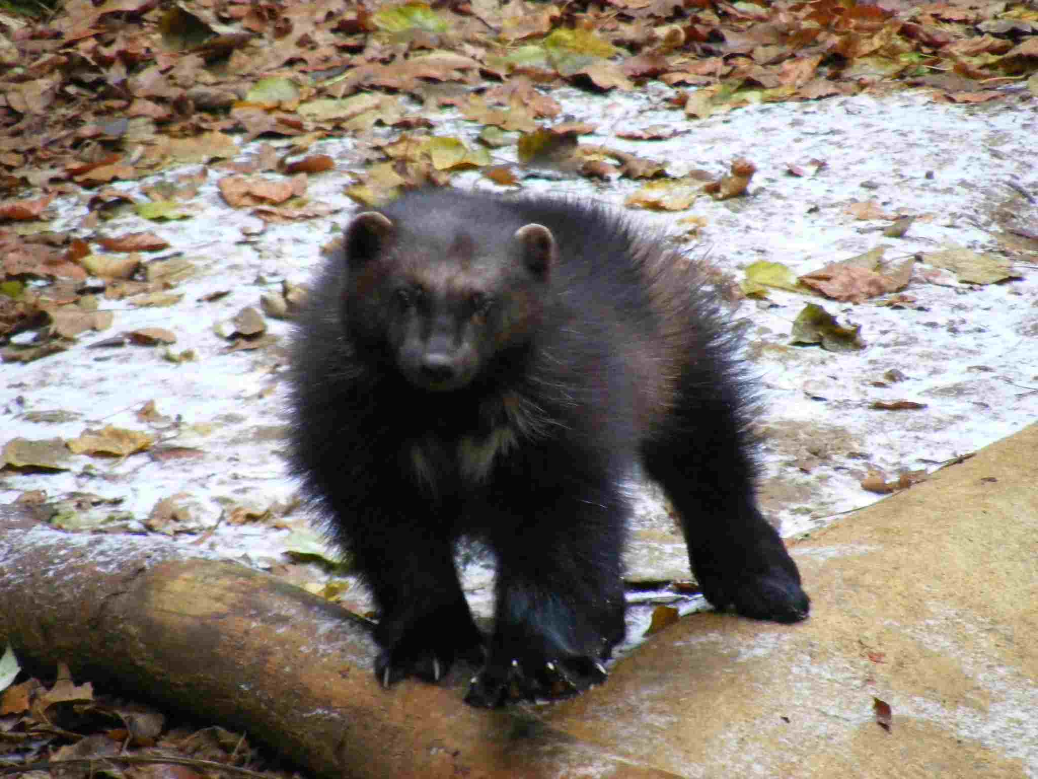 Wolverine Vs Tasmanian Devil: The Tundra is Often Inhabited by Wolverines (Credit: Marie Hale 2010 .CC BY 2.0.)