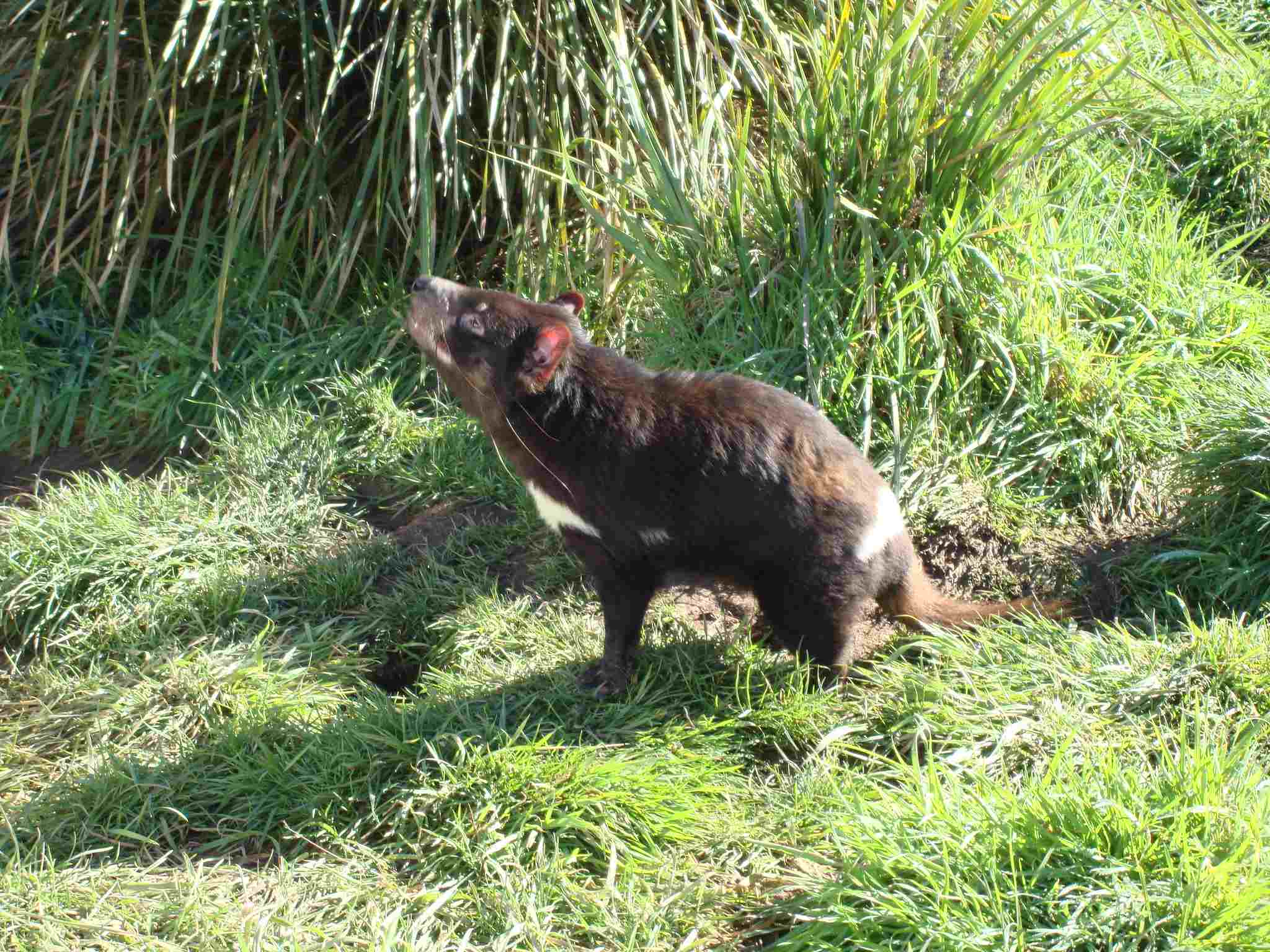 Wolverine Vs Tasmanian Devil: Ecological Problems like Environmental Degradation Affect Wild Tasmamian Devils (Credit: Jorge Láscar 2008, Uploaded Online 2010 .CC BY 2.0.)